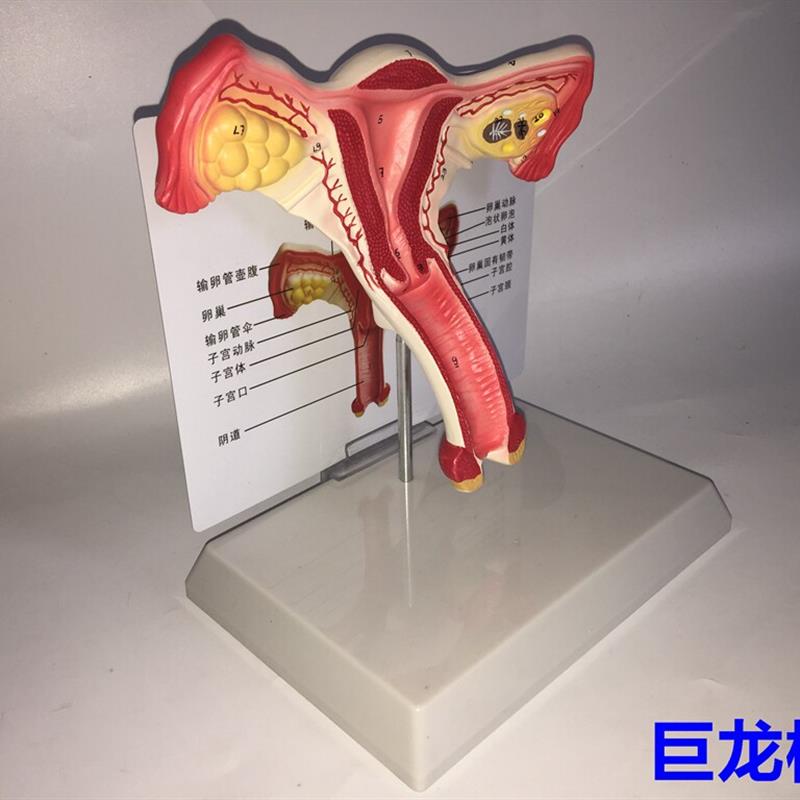 子宫模型生殖器解剖模型计划生育示教模型教用Y医用解剖模型