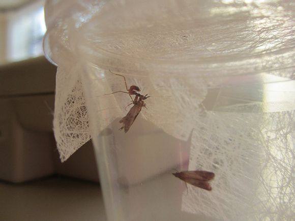 顺丰速运~米蛾卵天敌食物   螳螂食物实验产品