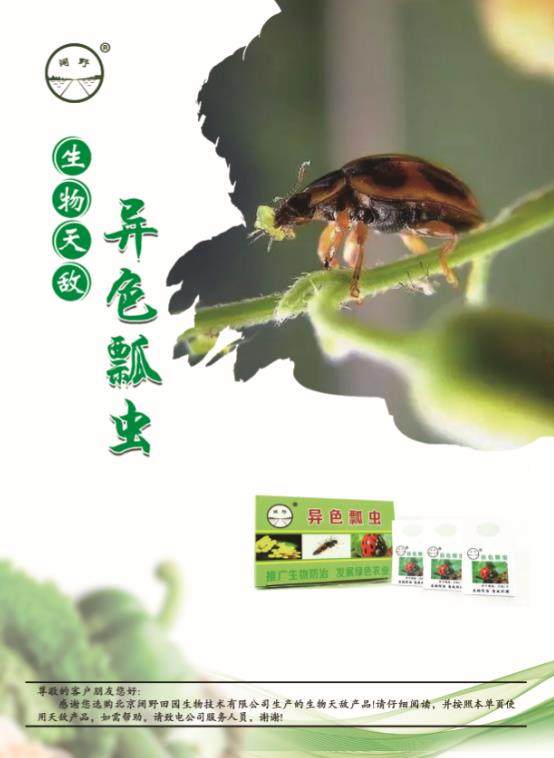 顺丰速运~异色瓢虫成虫  天敌防控  蚜虫