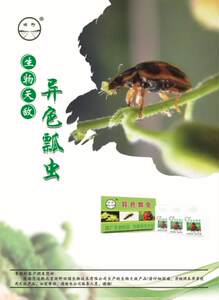 顺丰速运~异色瓢虫成虫天敌防控蚜虫