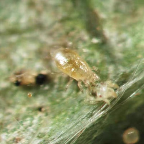 顺丰天敌生物北京阔野