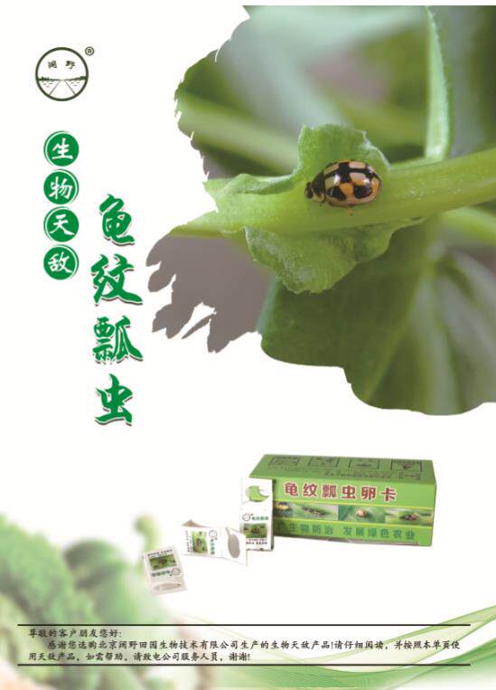 顺丰速运~龟纹瓢虫成虫  天敌防控   蚜虫