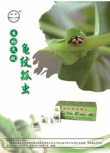 顺丰速运~龟纹瓢虫成虫  天敌防控   蚜虫