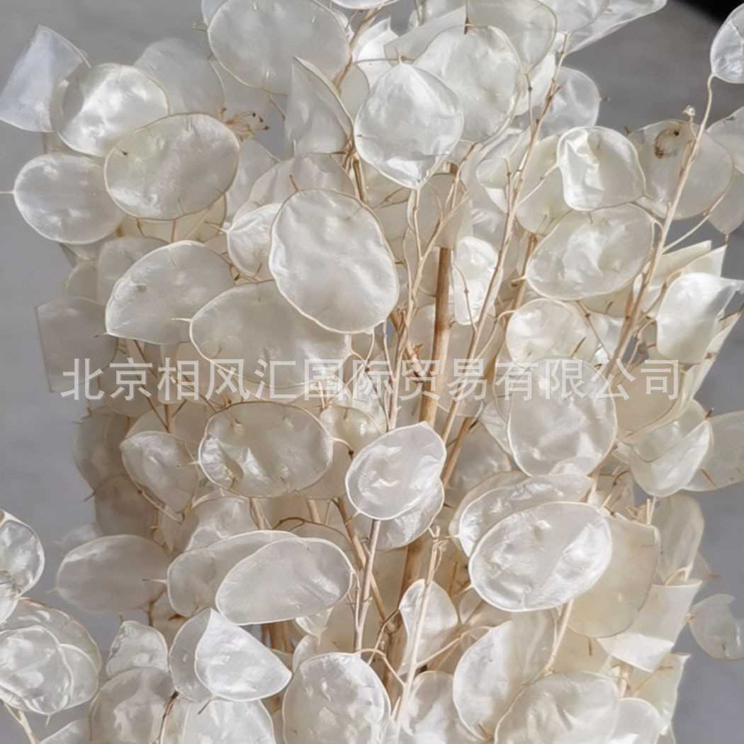 【银扇叶（小叶）】进口干花银币叶金钱花大金币诚实花天然装饰