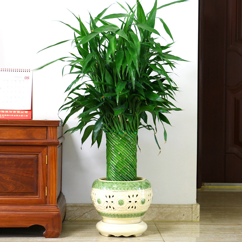 好养富贵竹办公室客厅室内落地大型绿植竹子盆栽植物居家旺宅摆件