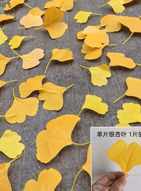 按斤称仿真银杏叶片秋天