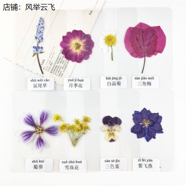 真花塑封带名称植物标本