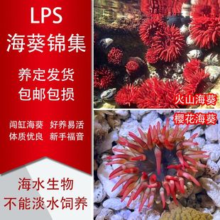 观赏海葵火山海葵小丑鱼共生海葵海缸生物活体珊瑚樱花海葵绿石葵