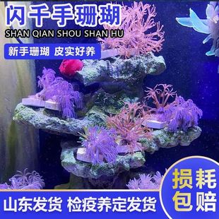 澳洲日本斐济珊瑚海水生物海缸生物白鬼爪活体珊瑚闪千手开合花伞