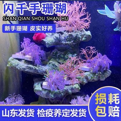 澳洲斐济珊瑚珊瑚海葵