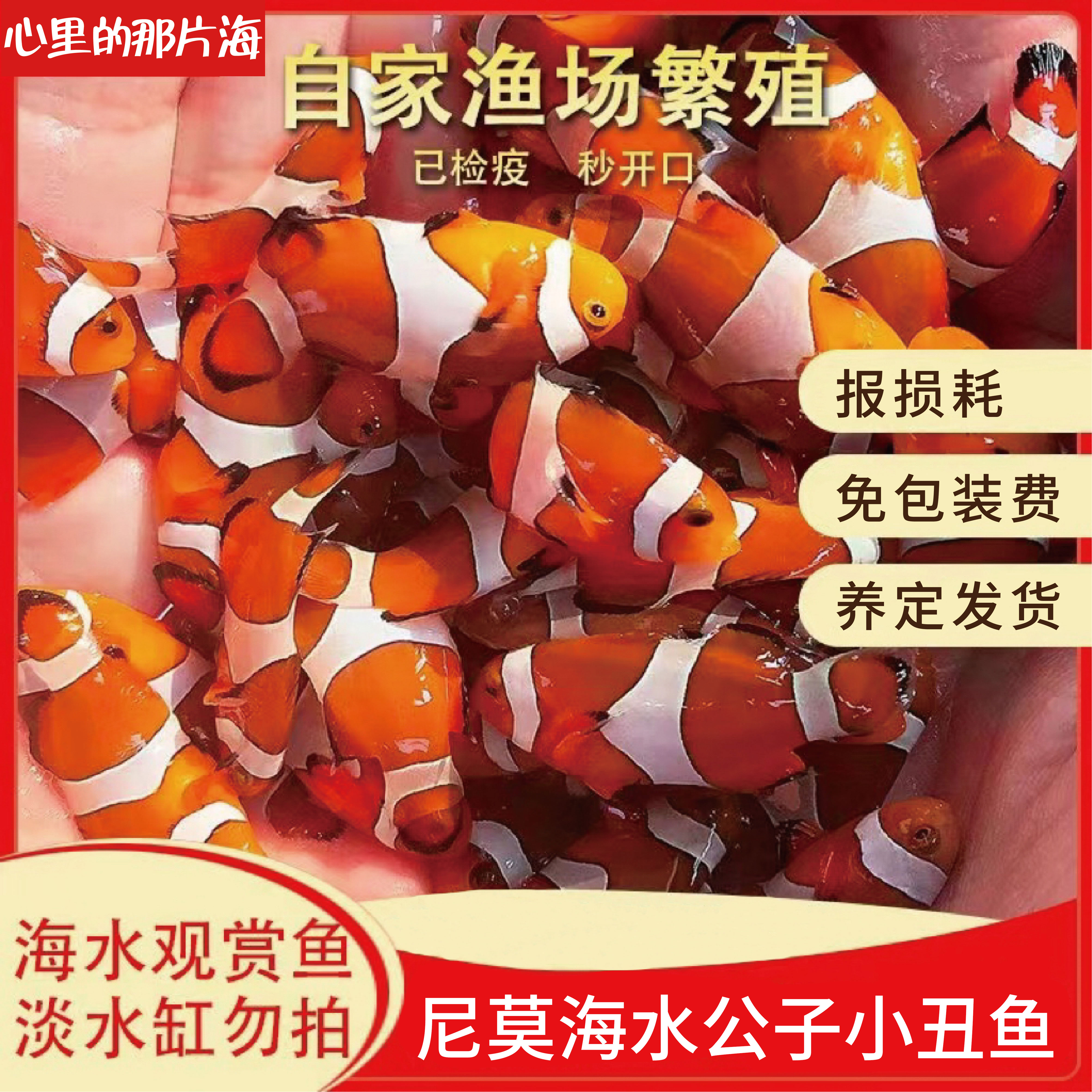 小丑鱼海水生物观赏鱼尼莫人工
