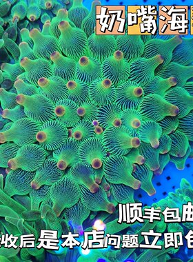 奶嘴海葵小丑鱼共生紫头海葵观赏