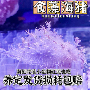 食藻海猪蓝点背肛海兔海水鱼缸吃低等藻红海洋活宠物泥啃藻推土机