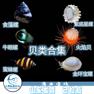金环宝螺紫底星螺虹口螺亚洲宝贝螺海缸吃藻生物皮实好养