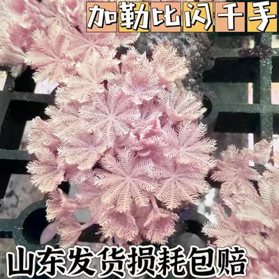 加勒比闪千手活体珊瑚会抓水