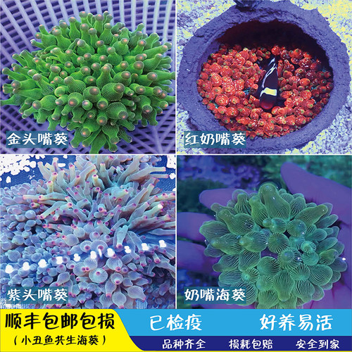 紫头奶嘴海葵小丑鱼共生海葵