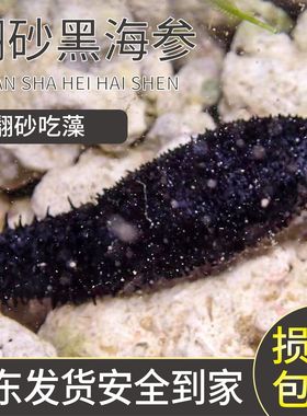 翻沙海参黑海参海洋生物吃除藻红海参观赏海缸翻砂除藻大海参宠物