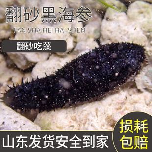 翻沙海参黑海参海洋生物吃除藻红海参观赏海缸翻砂除藻大海参宠物