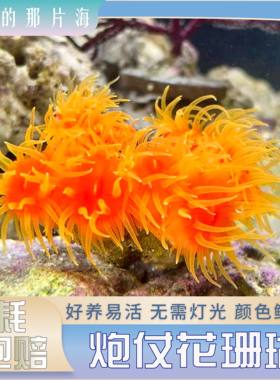 炮仗花太阳花海水软体活体珊瑚海缸造景lps珊瑚海缸生物皮实好养
