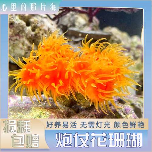 炮仗花太阳花海水软体活体珊瑚