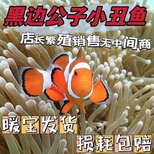 人工公子小丑鱼黑边公子奥黑毕加索雪印海水鱼观赏鱼海水生物