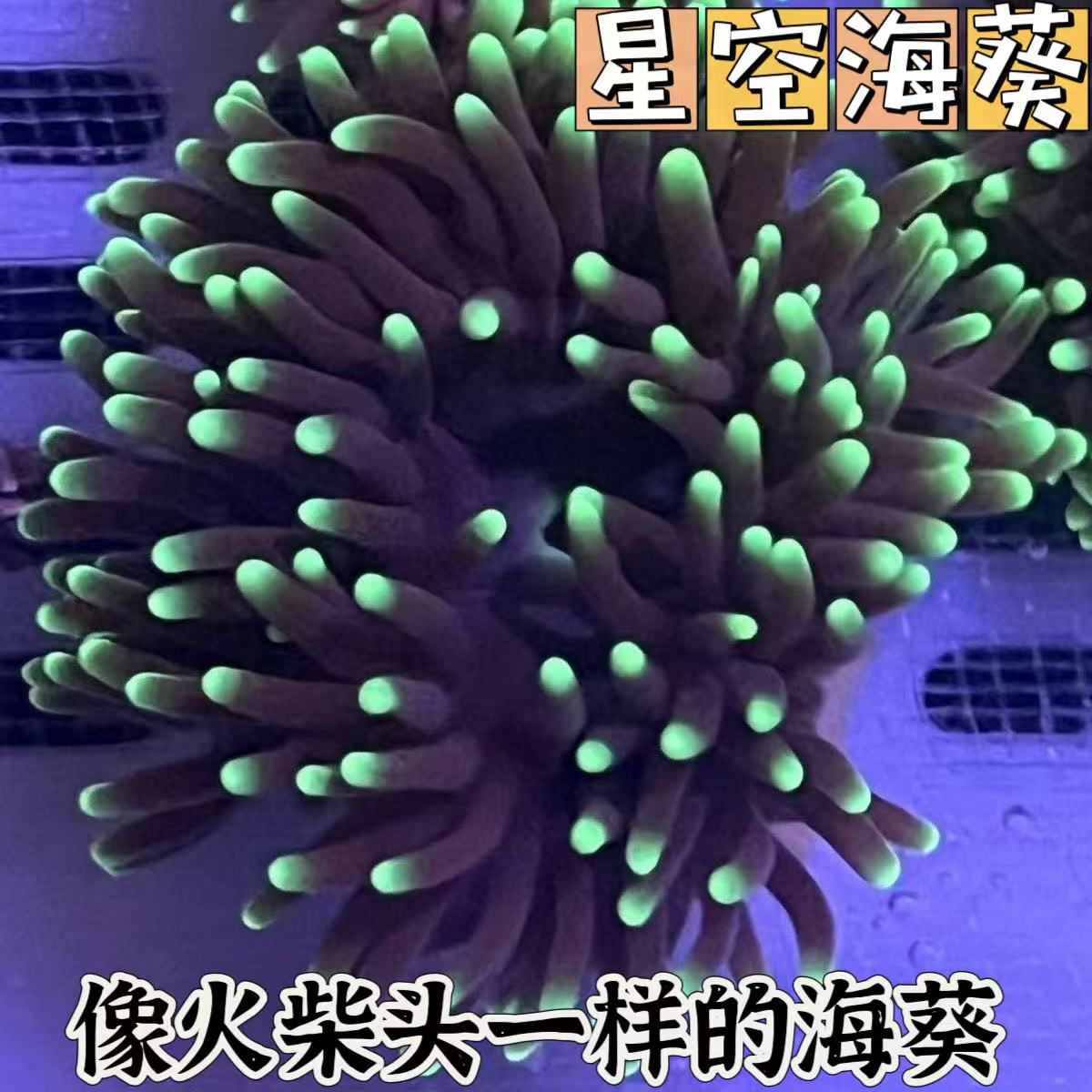 星空海葵观赏海葵荧光颜色鲜艳