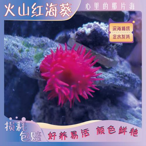 火山海葵观赏海葵海缸造景