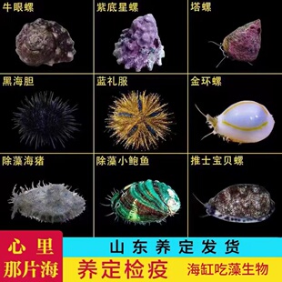 紫底星螺牛眼螺亚洲宝贝螺金环宝螺礼服海胆海水观赏螺吃藻除藻螺
