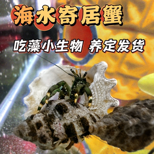 海水寄居蟹活体海缸吃藻绿蓝脚寄居蟹皮实好养海水生物海缸生物
