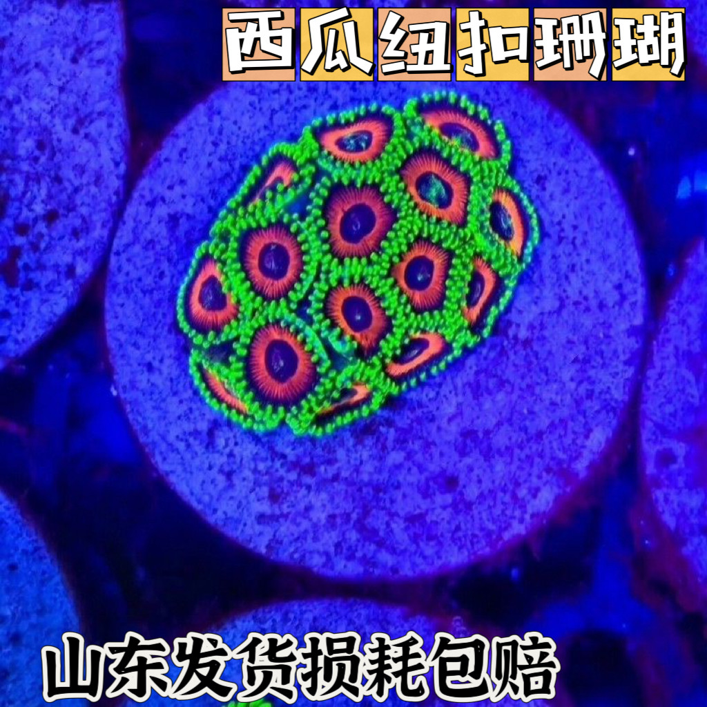 西瓜纽扣拼盘lps活体海缸纽扣新手入门珊瑚海葵观赏造景,宠物/宠物食品及用品,珊瑚/海葵,淘宝优惠券,粉丝福利购,淘宝优惠卷