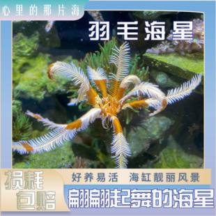 羽毛海星宠物海缸生物海水生物海星派大星宠物棘皮生物海百合生物