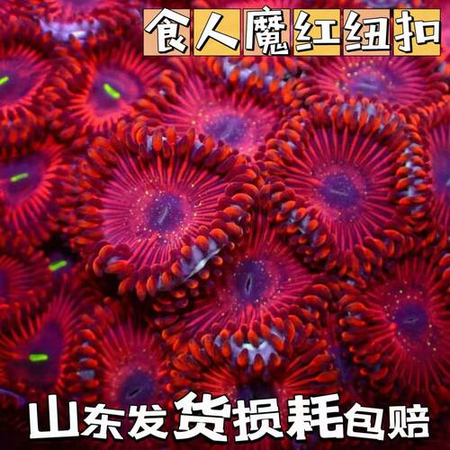食人魔红纽扣炫彩纽扣lps活体海缸纽扣珊瑚入门珊瑚海葵观赏造景