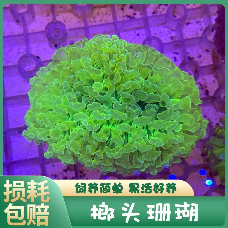 榔头珊瑚荧光绿双色紫玫瑰金榔头金色猪腰 提子海水活体珊瑚lps