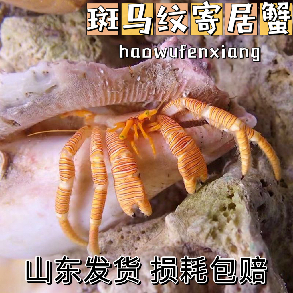 斑马纹寄居蟹海水寄居蟹海缸小丑鱼寄生海蟹海缸养殖除藻生物