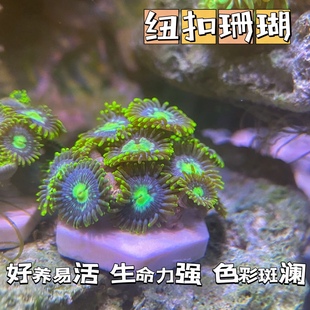 海缸纽扣珊瑚沙群观赏海水软体生物造景好养皮实海葵花群除藻