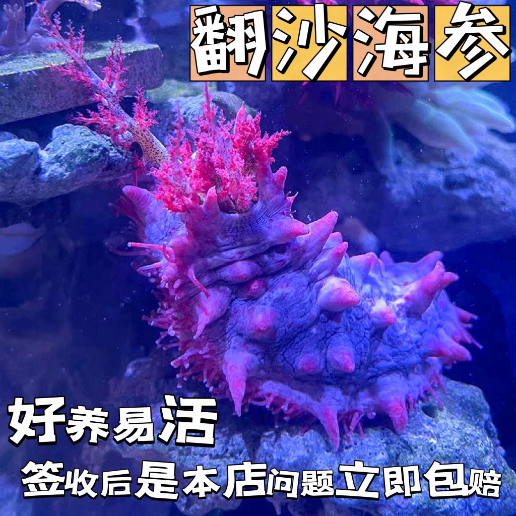 翻沙海参观赏活体宠物吃藻