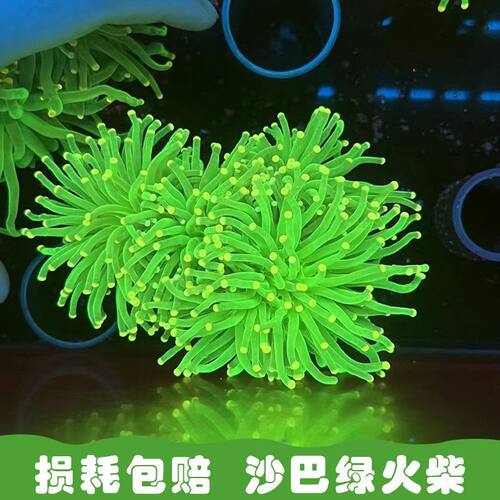 海葵针叶类沙巴绿火柴头荧光珊瑚观赏软体LPS海缸生物海水小丑鱼