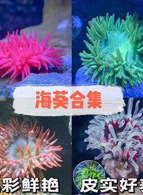 观赏海葵活体海缸生物珊瑚造景