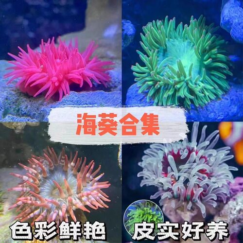 观赏海葵活体海缸生物珊瑚造景
