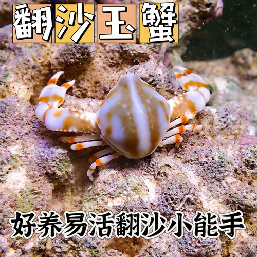 翻沙玉蟹活体螃蟹海洋生物