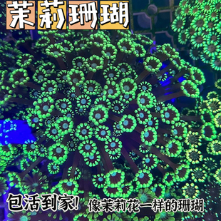 海缸茉莉珊瑚人工水仙珊瑚LPS软体珊瑚海缸宝石花圆帽活体珊瑚
