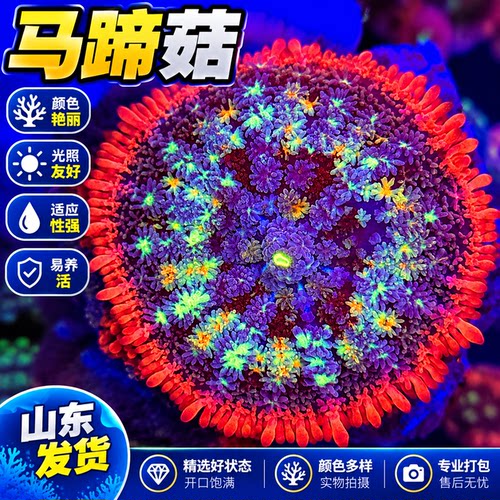马蹄菇菇类珊瑚软体珊瑚