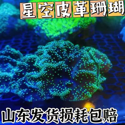星空皮革珊瑚海缸生物海缸造景lps软体珊瑚海水生物