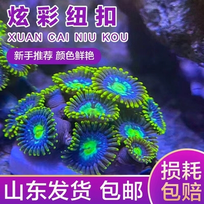 炫彩纽扣拼盘lps活体海缸纽扣新手入门珊瑚海葵观赏造景