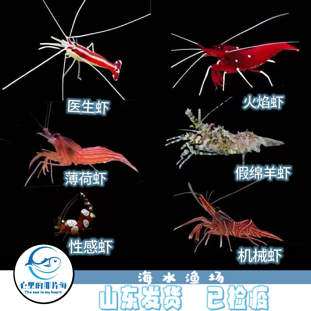 医生虾海水观赏虾进口清洁虾