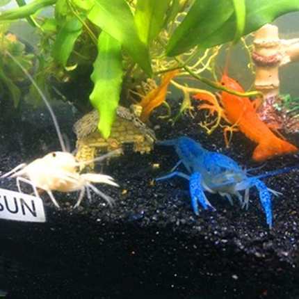 蓝色小龙虾宠物虾水族易活 活体好养淡水耐活冷水鳌虾观赏虾 大型