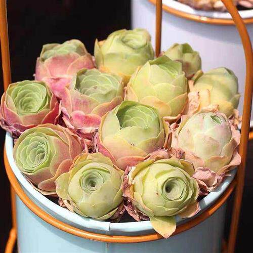 多肉玫瑰系列山地玫瑰小情书组合鸡蛋粉耶罗酒杯办公室多肉植物老