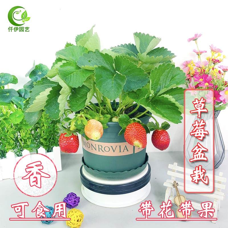 草莓种籽子自制室外花卉植物易活春季适合阳台种植盆栽水果可吃