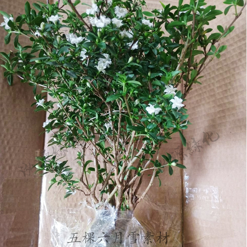 重瓣六月雪室内绿叶白花花期较长图片