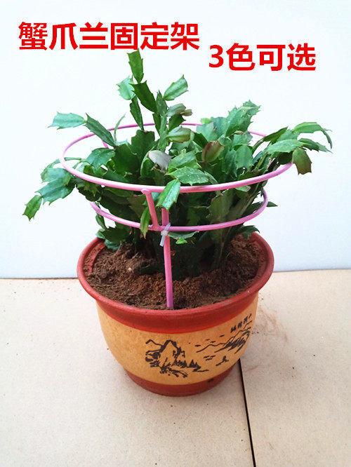 蟹爪兰支架伞型花架蟹爪莲嫁接自根简约架花爬藤支撑组装花架子